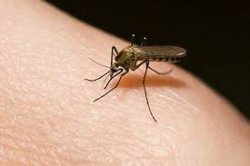 Что делать, если укусил комар?